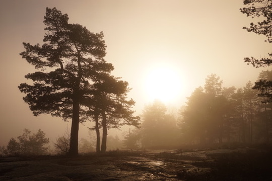Soloppgang i skog med tåke
