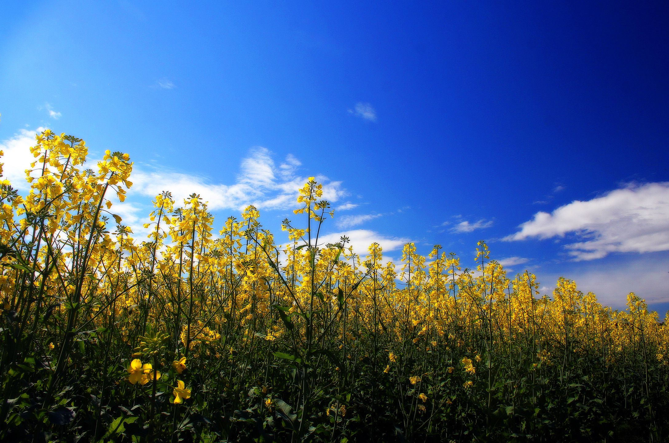 Gule blomster under blå himmel